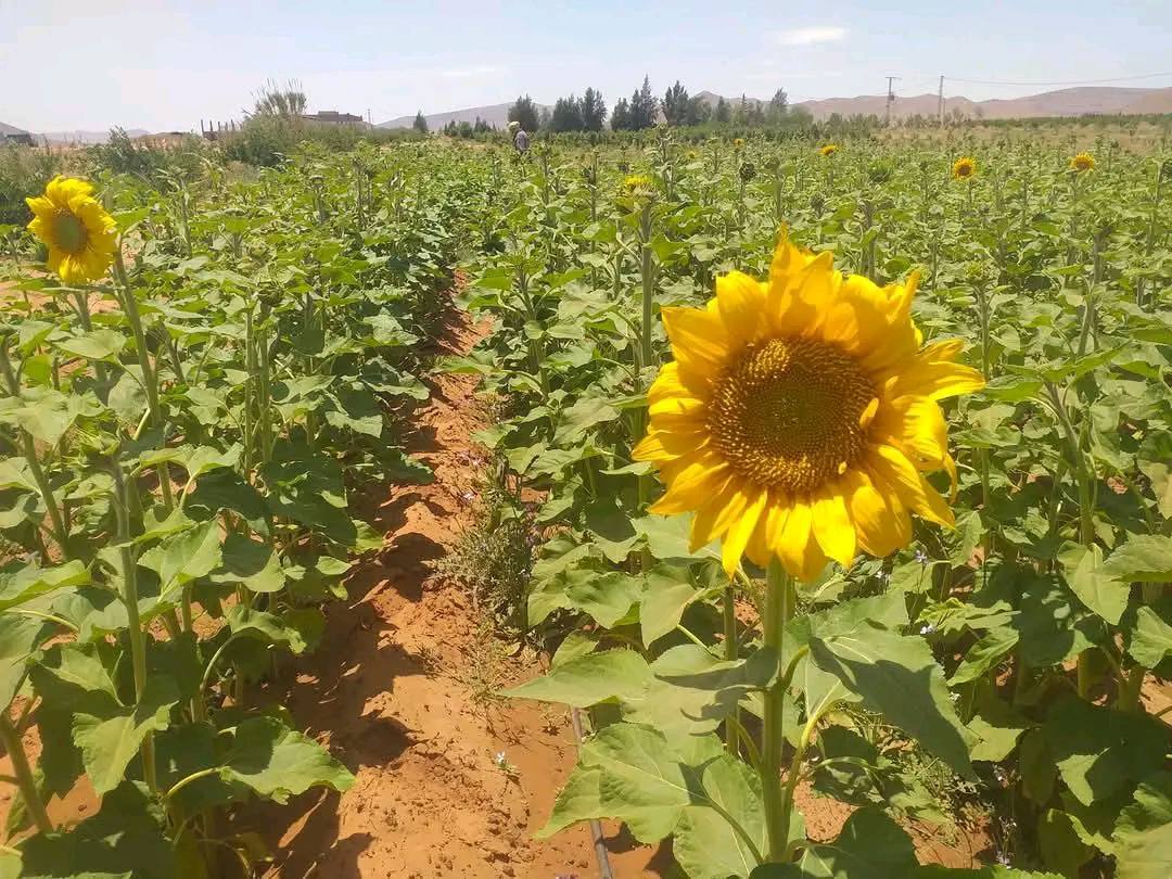 النعامة: انطلاق تجسيد برنامج زراعة دوار الشمس