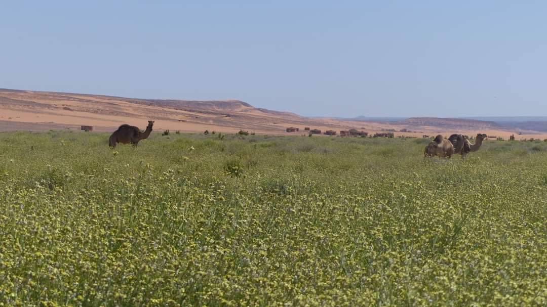 إيليزي: نحو إنجاز 120 كلم من المسالك الفلاحية