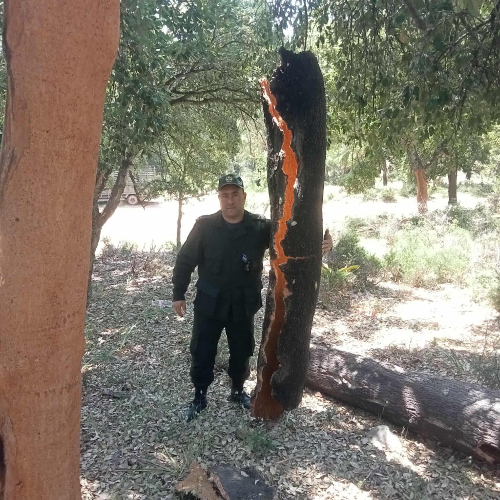 الطارف: توقع جني ما يقارب 13 ألف قنطار من الفلين