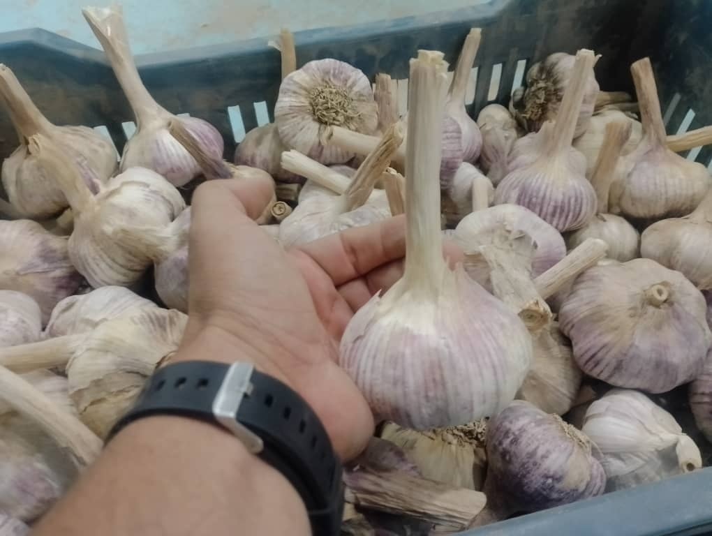 ميلة: إنتاج ما يزيد عن مليون و 567 ألف قنطار من الثوم برسم الموسم الفلاحي الجاري