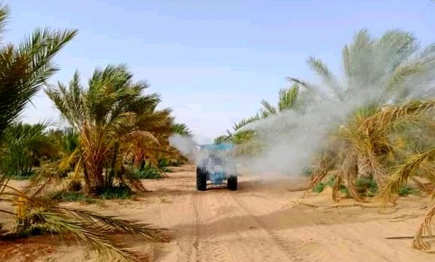 توقرت : معالجة أزيد من 140 ألف نخلة ضد آفة البوفروة