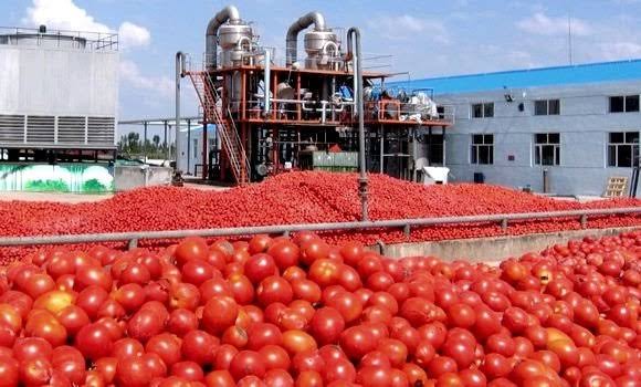 قالمة: إنتاج أكثر من 2 مليون و500 ألف قنطار من الطماطم الصناعية