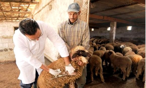 الشلف : تخصيص 150 ألف جرعة لقاح لتلقيح الأغنام والماعز ضد طاعون المجترات الصغيرة