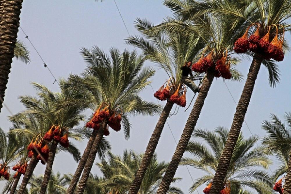 ورقلة : معالجة أزيد من 105 آلاف نخلة للوقاية من داء البوفروة