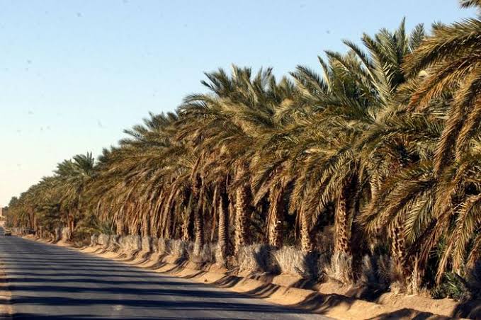 النعامة : إطلاق قريبا لعملية تأهيل واحات النخيل بمغرار