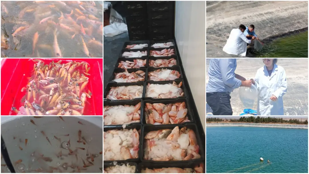 تجربة واعدة في تربية سمك البلطي الأحمر بولاية وهران